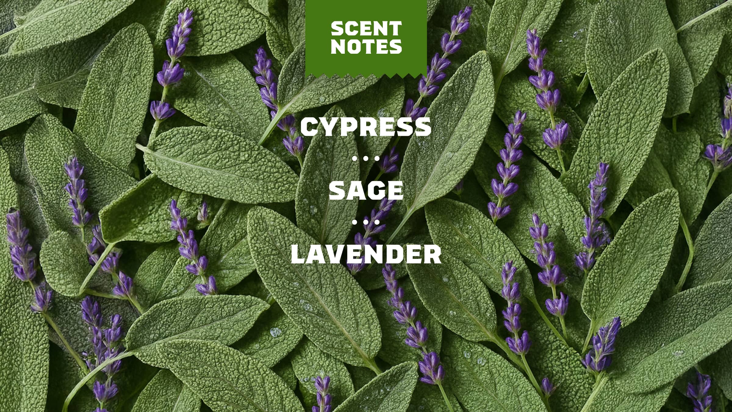 Alpine Sage Deodorant - Go From Dirty to Fresh