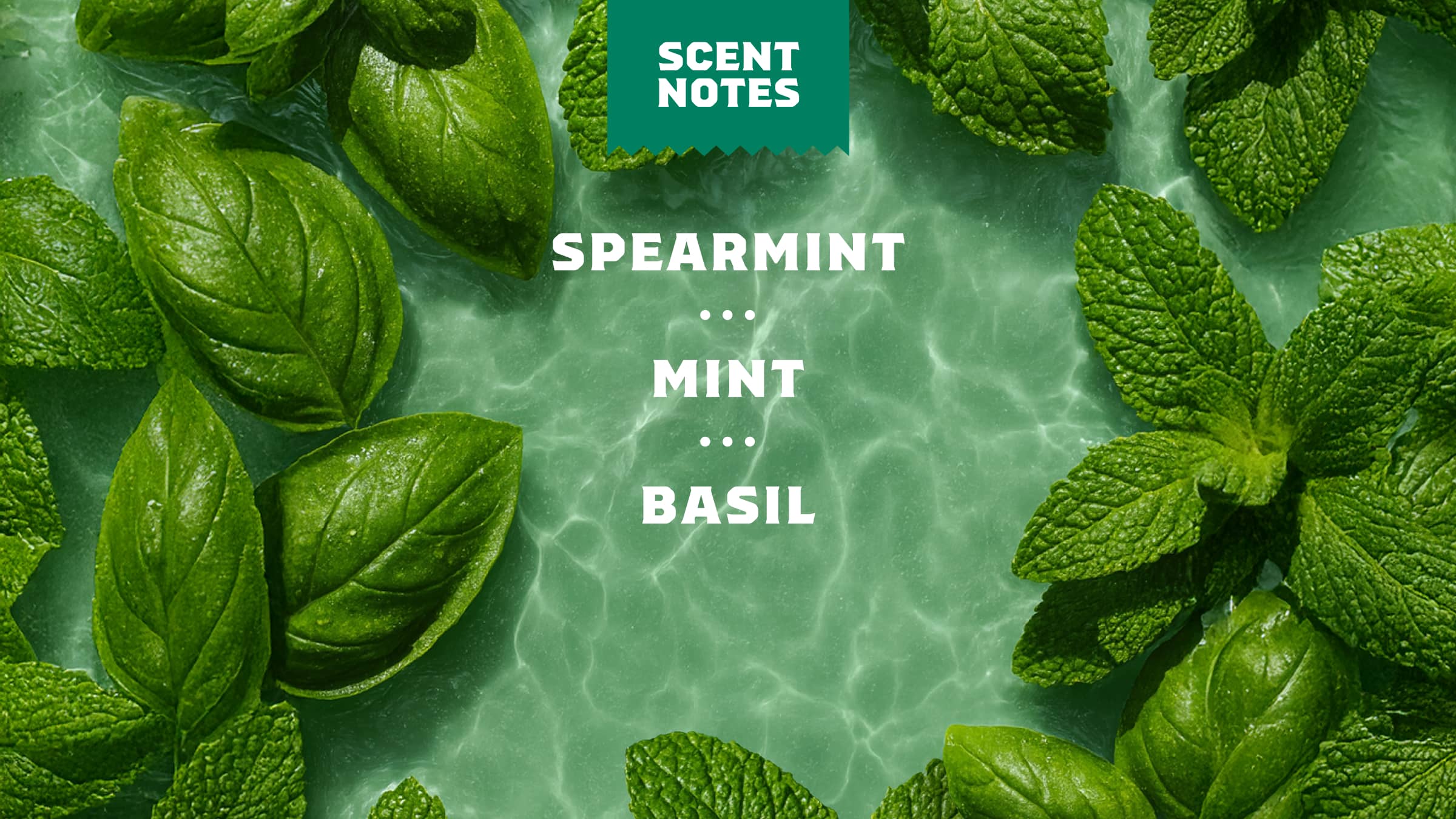 Spearmint Basil - Daily Freshness Made Easy