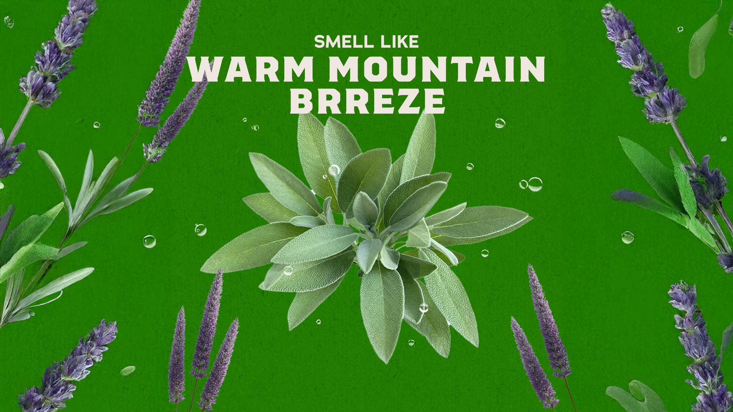 Alpine Sage - Give Your Soap a Raise
