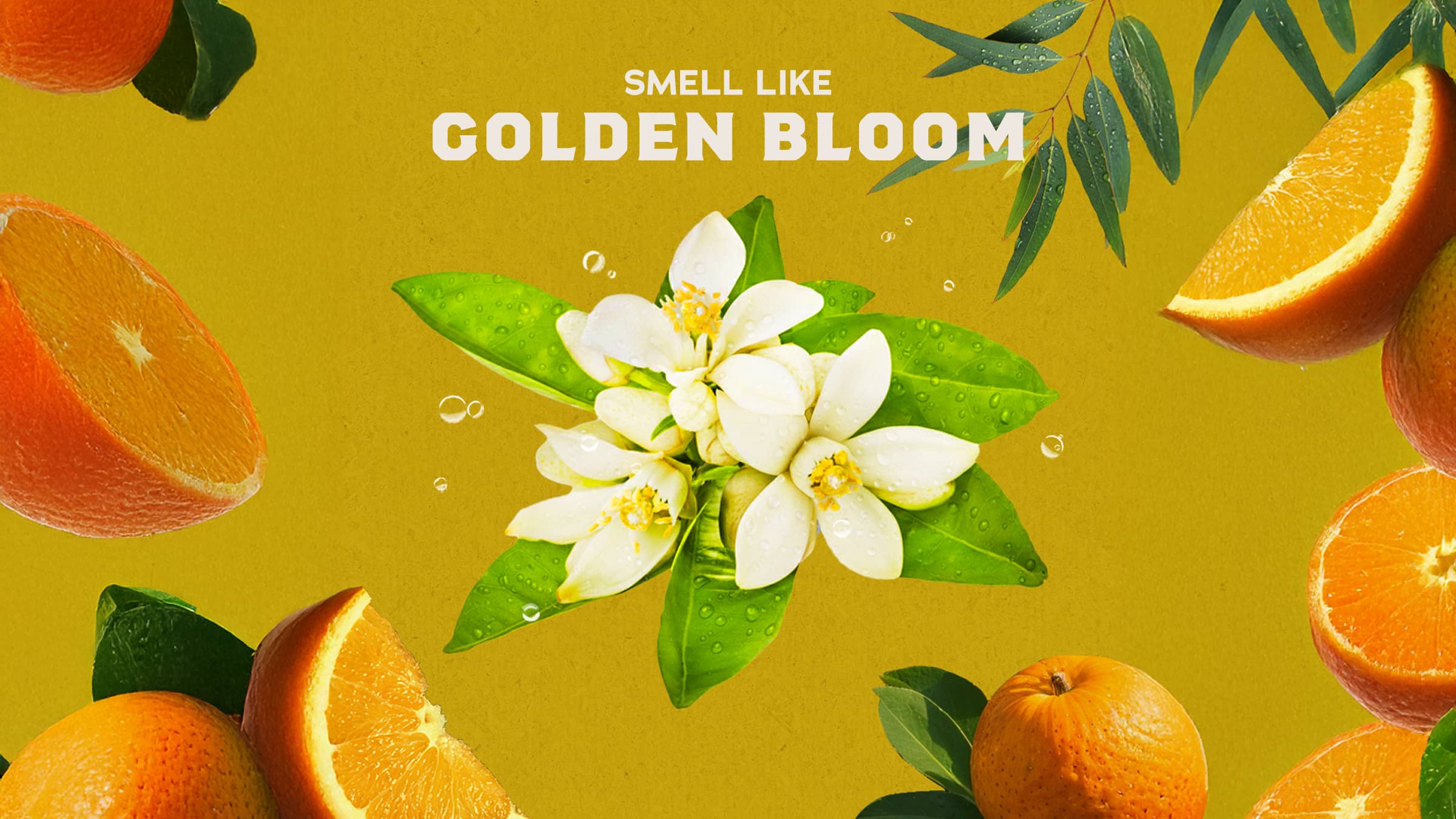 14 oz Mountain Meadow Body Wash - Your Shower Just Got Better