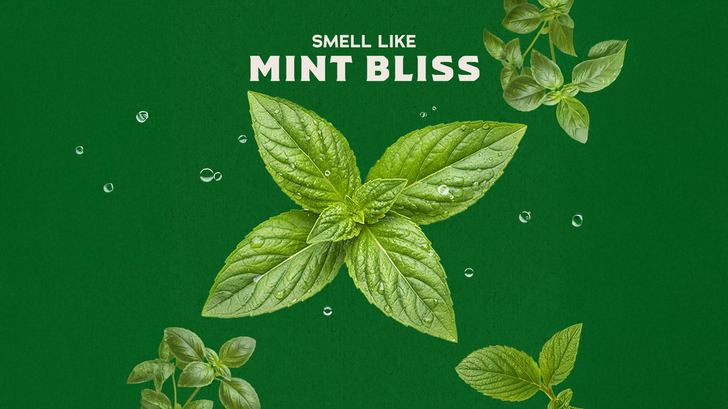 Spearmint Basil - Daily Freshness Made Easy