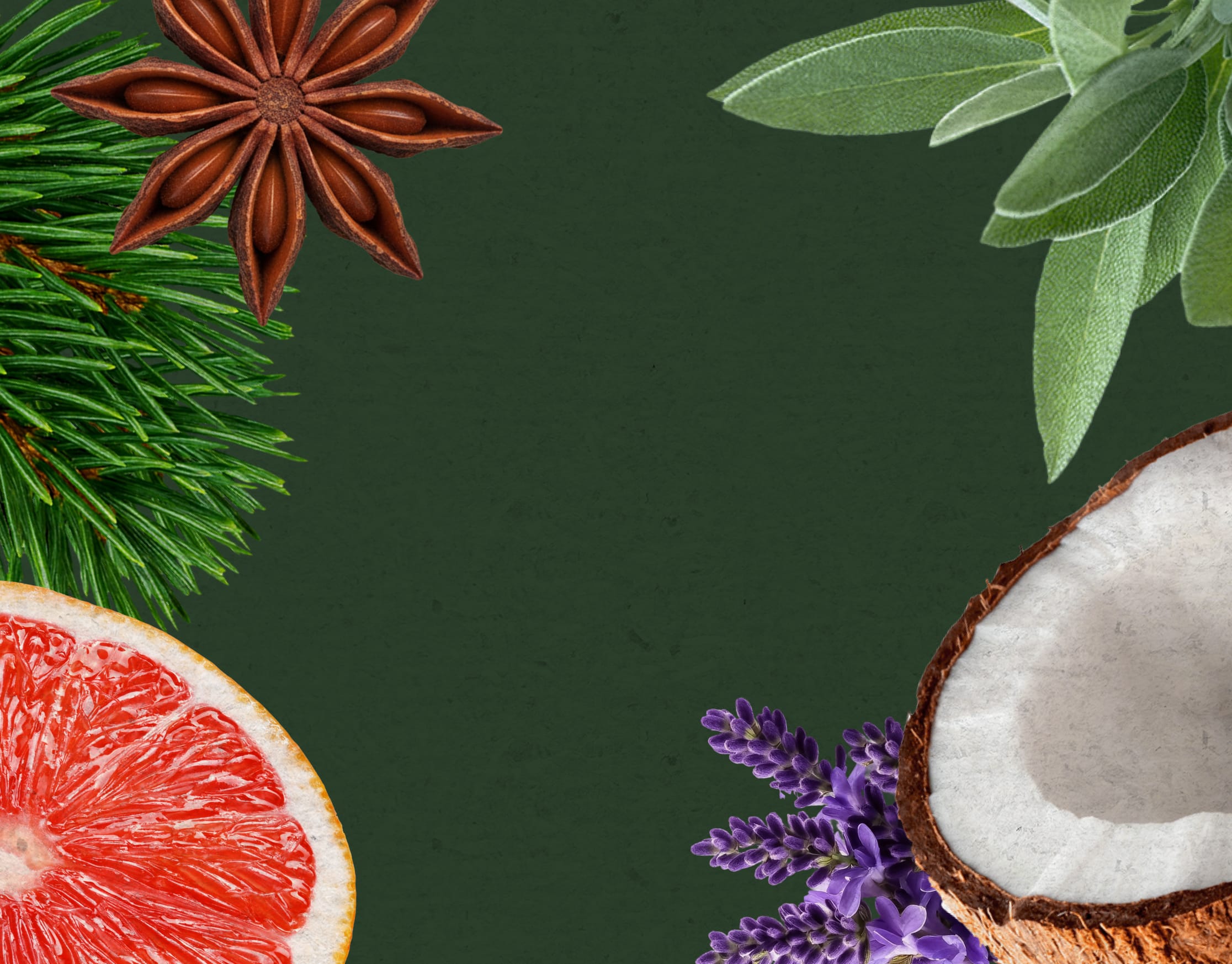 Scent quiz homepage banner